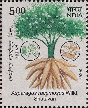 Asparagus racemosus